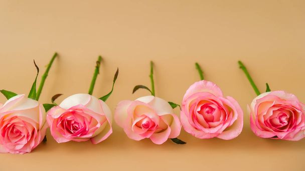 Delicate roze rozen op beige achtergrond. Minimale trendy samenstelling. Abstracte kunst idee. Romantische pastelroze rozenbloemen. Moderne esthetiek. Neutrale aardetinten Banner - Foto, afbeelding