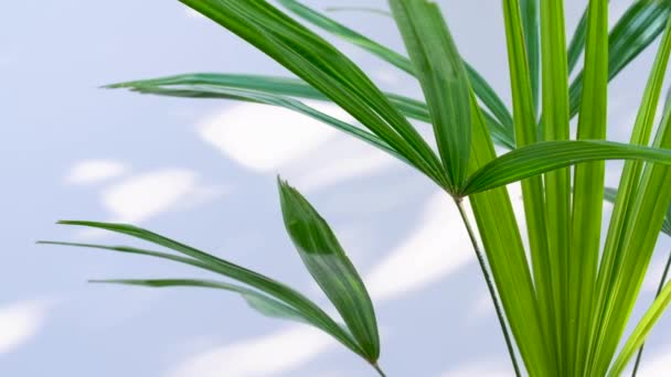 Lady Palm oder Bambuspalme, Wind bläst grünes Palmblatt und Schatten auf weißem Wandhintergrund, Zimmerpflanze, Zierpflanzen absorbieren Giftstoffe - Filmmaterial, Video