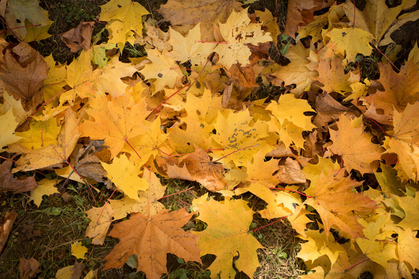 Восени японські кленові листки з сонячним світлом. Жовте червоне листя на деревах проти блакитного неба.. - Фото, зображення