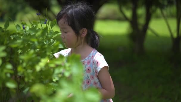 Ασιατική κινεζική κορίτσι 5 ετών μαδώντας λουλούδια φύση υπαίθρια αργή κίνηση - Πλάνα, βίντεο