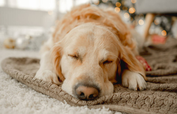Golden retriever dog - Фото, изображение