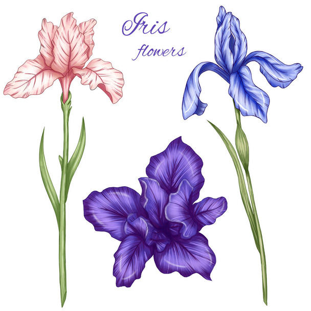 Lovely summer irises, blue, pink and violet iris florals, summer botanica, flowers with stems illustration - Фото, изображение