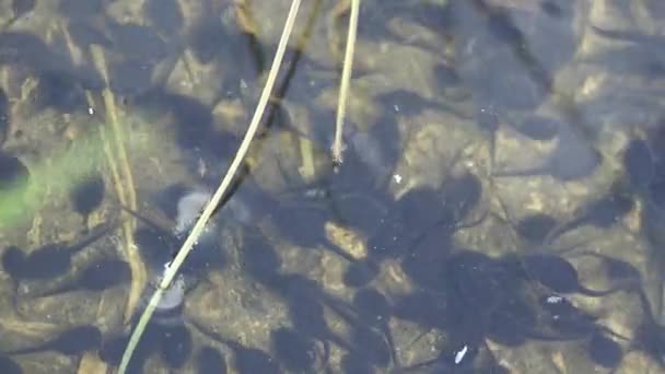 Az ebihalak kaotikusan mozognak a víz alatt az erdei mocsárban. Tadpole, a pollywog egy kétéltű lárva életciklusa, béka. Makró víz alatti élővilág - Felvétel, videó