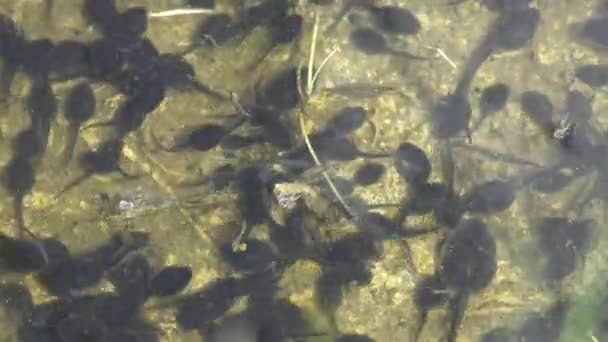 Tadpole, pollywog is larval stage in life cycle of an amphibian, frog. Tadpoles move chaotically underwater in forest swamp. Macro underwater wildlife - Footage, Video