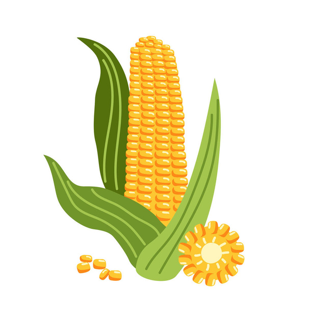 Ein gelber Mais mit Blättern und seinen Scheiben. Gesundes Gemüse aus dem Garten. Vektorisolierte Illustration auf weißem Hintergrund - Vektor, Bild