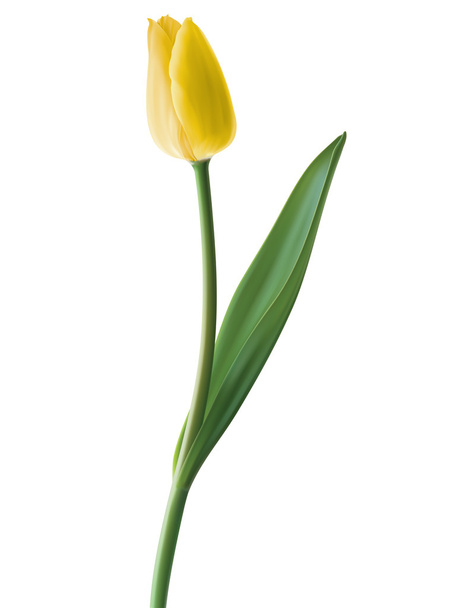 Tulpe isoliert. Vektorillustration - Vektor, Bild