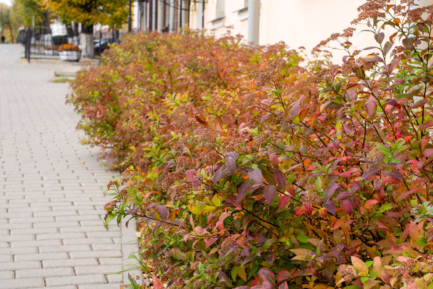 Autumn golden spirea bushes planted along a gray tile sidewalk - 写真・画像
