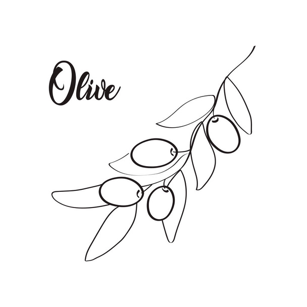  Olive Collection of Line Art Vintage Zeichnung. Vektorillustration. - Vektor, Bild