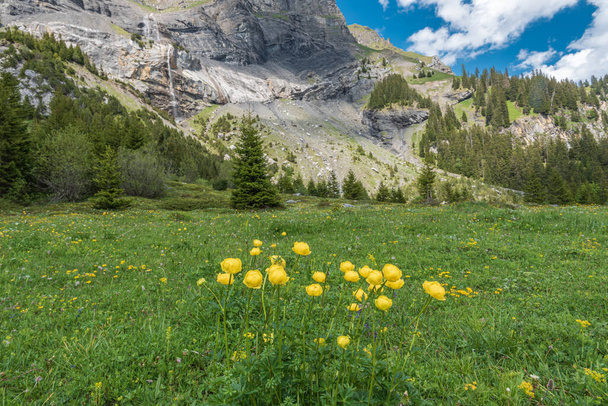 Landscape with european globeflowers between Oeschinen mountain station and Oeschinensee lake close to Kandersteg in the Bernese Oberland of Switzerland - Photo, Image