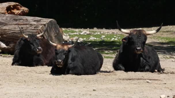 El bovino de Heck, Bos primigenius taurus, afirmó parecerse a los auroquios extintos. Ganado doméstico de montaña visto en un parque alemán - Metraje, vídeo