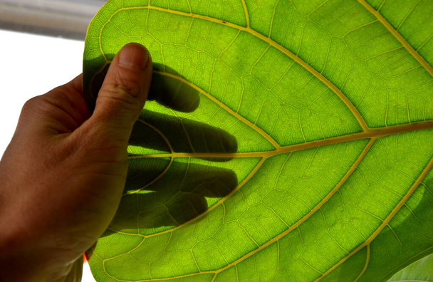Ficus kan worden gekweekt in verschillende variëteiten in de vorm van de stam: verstrengeld, standaard of bossig met grote bladeren. schijnt door de aderen van het tuincafé espresso drinkend in het regenwoud - Foto, afbeelding
