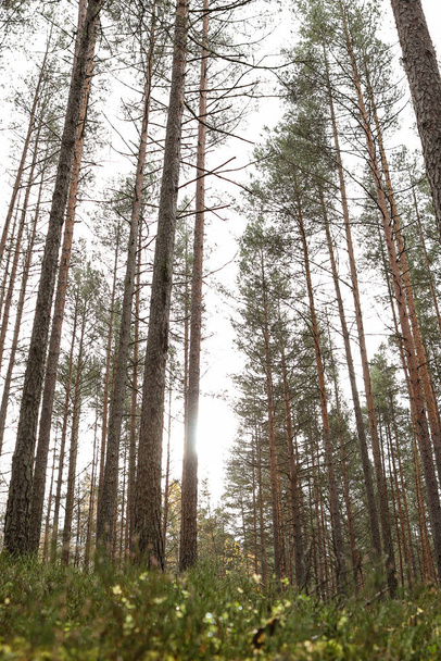 Çam ağacı ormanında geniş açılı orman manzarası. Fotoğraf gün ışığında, ekim ayında çekildi.. - Fotoğraf, Görsel