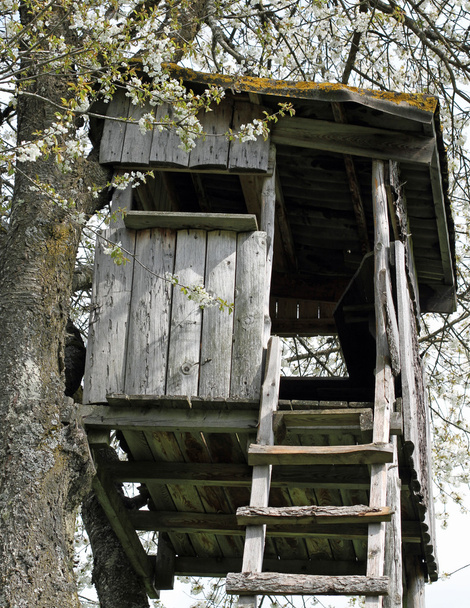 狩猟小屋、木の上に建てられた山で - 写真・画像