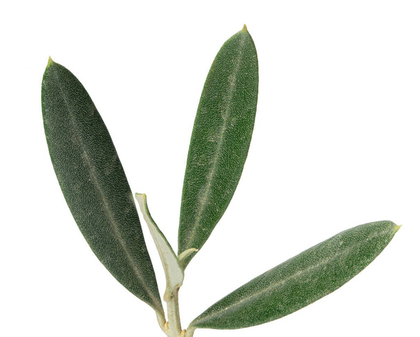 Photo of green olive leaves isolated on white background - Fotó, kép