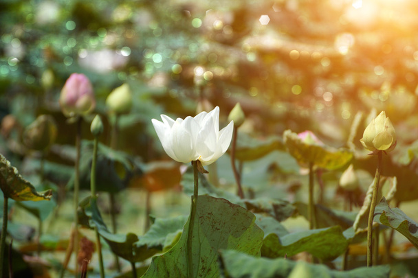 Lotus kukka, Thaimaa
. - Valokuva, kuva