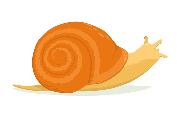 illustration vectorielle d'un escargot isolé sur fond blanc - Vecteur, image