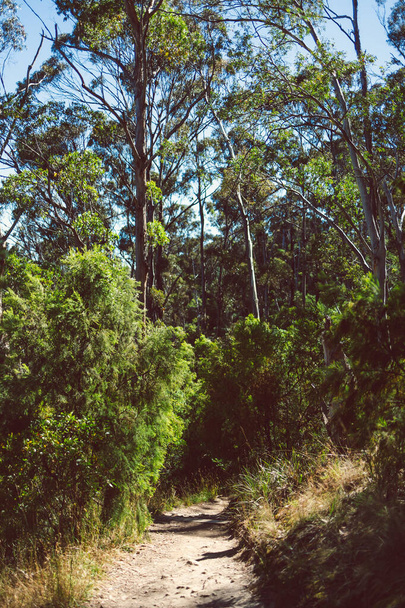 beautiful scenary of the Australian bush and thick native vegetation shot from a vantage point during a hike in Southern Tasmania along the Alum Cliffs  track - Foto, Imagem
