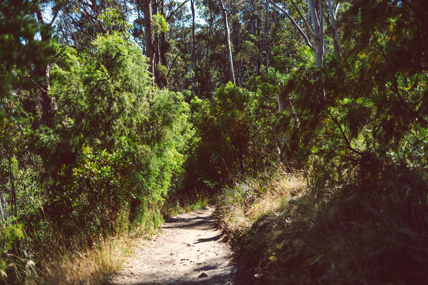 Avustralya çalılarının güzel manzarası ve Alum Cliffs pisti boyunca Güney Tazmanya 'da bir yürüyüş sırasında geniş bir noktadan çekilmiş yerli bitki örtüsü. - Fotoğraf, Görsel