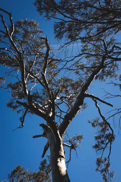 native Australian eucalyptus gum tree outdoor on a beach track - Foto, Imagem