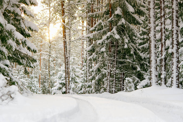 Paysage hivernal avec forêt de pins recouverte de neige blanche. Concentration sélective. - Photo, image