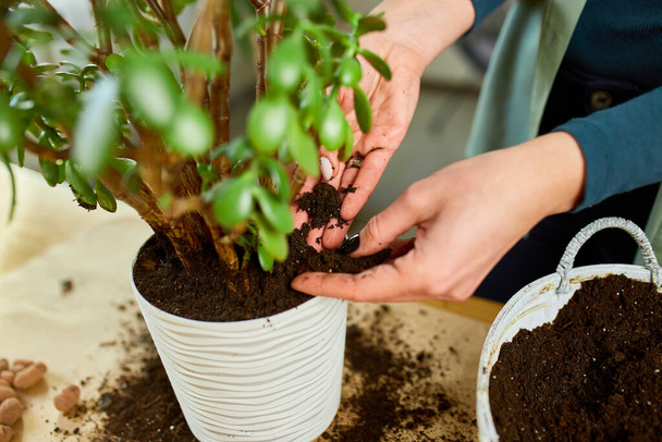 Woman putting fibre soil by hands, transplanting Crassula plant into new pot at home, Replanting the plant into the pot Hobbies and leisure, Concept of home garden, green house - Fotoğraf, Görsel