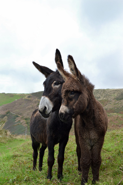 Female and baby donkey - Photo, Image