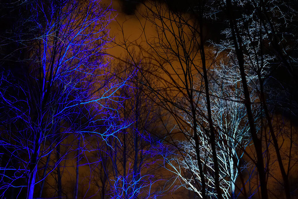 Show de laser noturno na floresta. - Foto, Imagem