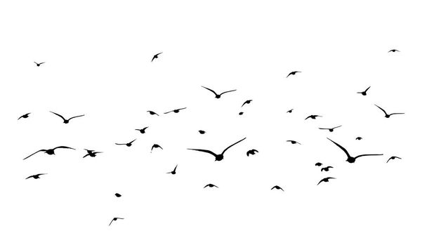 Una bandada de aves voladoras. Pájaros libres. Ilustración vectorial - Vector, Imagen