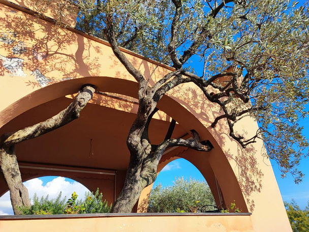 Drzewo oliwne rosnące wewnątrz domu patio drzewa w riwierze liguria - Zdjęcie, obraz