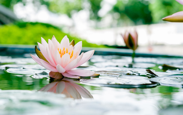 mooie roze lotusbloem in vijver - Foto, afbeelding