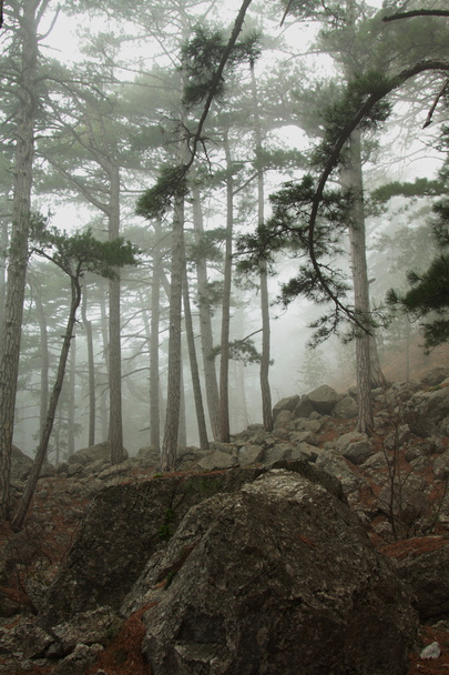 mistige bos - Foto, afbeelding