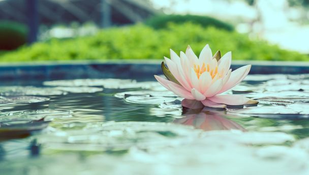 Beautiful pink lotus flower in pond vintage photo filtered style - Photo, Image