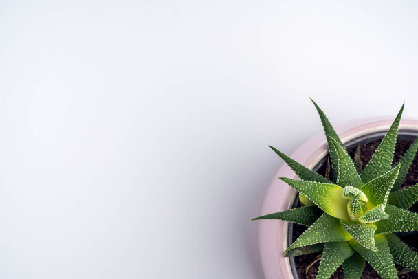 Juicy Haworthia flower in a pink pot on a white background, top view, copy space - Foto, immagini