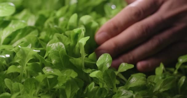 Landwirt bürstet das Beet mit der Hand von Salatblättern, wächst Grünzeug, vitaminisiertes Superfood, Landwirtschaft, 4k 60p - Filmmaterial, Video