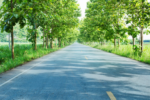  Les deux côtés de la route sont plantés d'arbres de rue. concept environnement propre. énergies renouvelables. - Photo, image