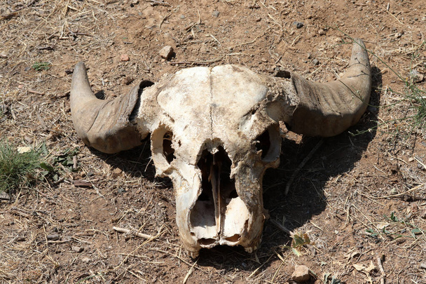 Kırsalda inek kafatası - Fotoğraf, Görsel