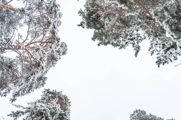 Piękny zimowy krajobraz sosnowego lasu ze śniegiem - Zdjęcie, obraz