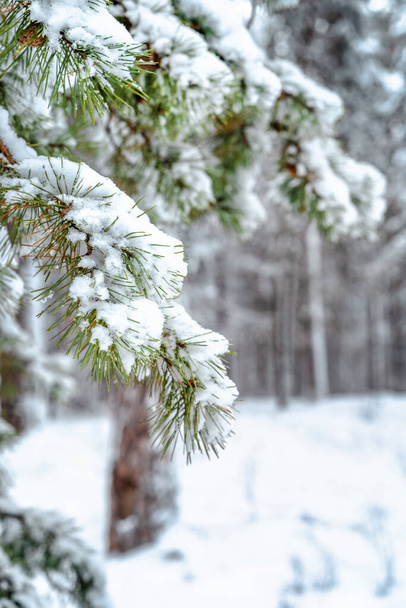 Όμορφο χειμερινό φόντο με πολλά καλυμμένα με χιόνι κλαδιά στο δάσος. Μοτίβο, φυσικό υπόβαθρο - Φωτογραφία, εικόνα