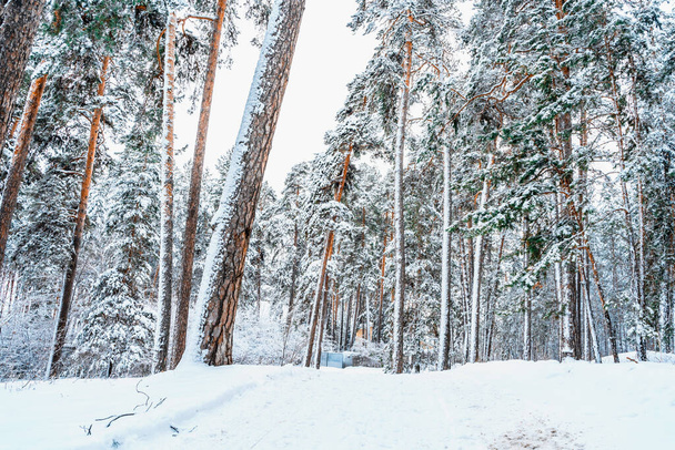 Beautiful winter landscape of pine forest with snow - Photo, Image