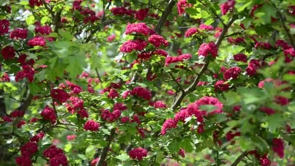 Kippen der schönen Weißdornblüten (crataegus laevigata) - Filmmaterial, Video