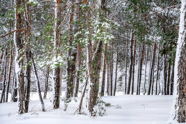 Hermoso paisaje de invierno de bosque de pinos con nieve - Foto, imagen