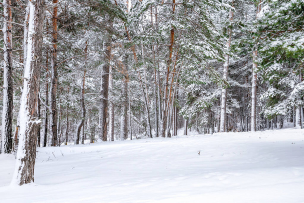 Beautiful winter landscape of pine forest with snow - Fotoğraf, Görsel