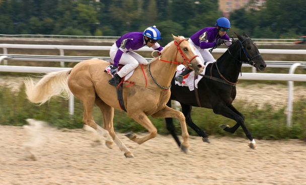 Horse racing. - Photo, Image