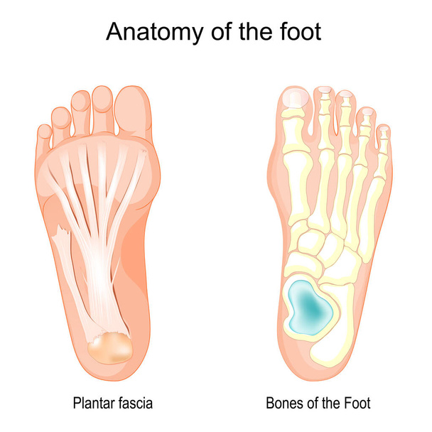 Анатомия стопы. Кости ноги и фасции Плантара. Векторная иллюстрация - Вектор,изображение
