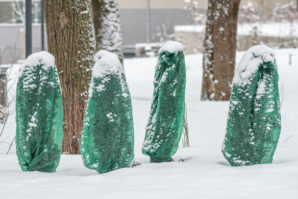 Pflanzen, Sträucher und Bäume in einem Park oder Garten mit grüner Decke Frostschutzmittel bedeckt, Schneise von Klette, Frostschutzbeutel oder Rolle, um sie vor Frost, Frost und Kälte zu schützen - Foto, Bild