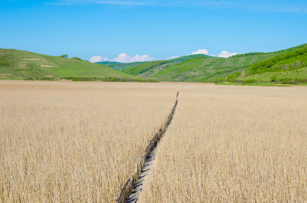 Reed field with a wood path - Fotó, kép