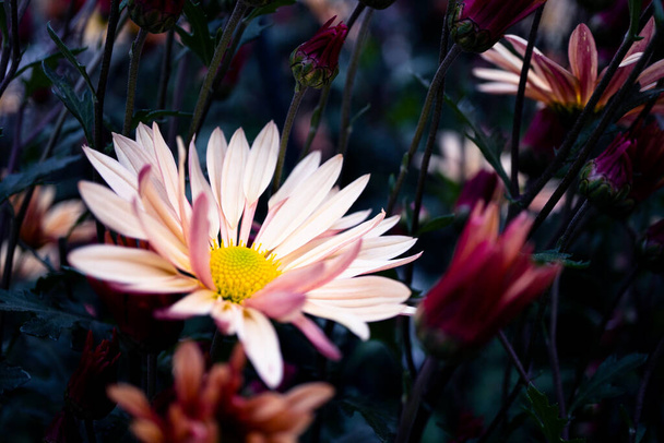 Macro photo of a delightful delicate flower. Soft pink, almost white autumn flowers - Valokuva, kuva