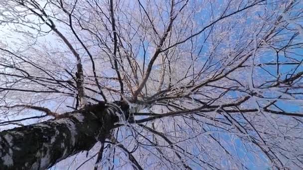 A Wonderful Winters Tale. A beautiful tree in the snow. Birch in frost.  - Footage, Video