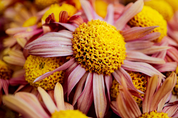 Macrophoto of a beautiful powdery chrysanthemum. A beautiful delicate flower with a large yellow center - Foto, imagen