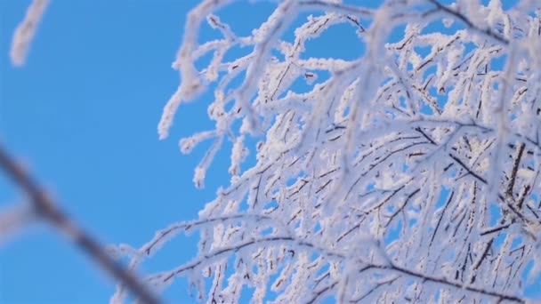 Wspaniała opowieść o Winters. Piękne drzewo w śniegu. Brzoza w mrozie.  - Materiał filmowy, wideo